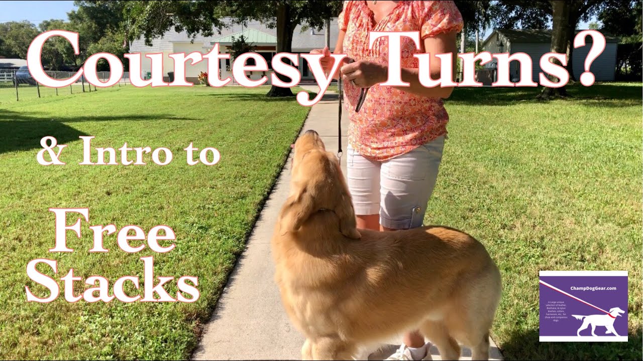 Dog Show Tips & Tricks Courtesy Turns & Intro to Free Stacks YouTube