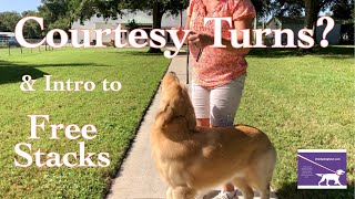 Celebrity Dog Show Tips & Tricks: Courtesy Turns & Intro to Free Stacks Net Worth