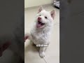 Top 10 Foods Dogs Should Never Eat