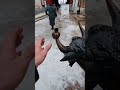 Корова с яблоком на роге. #коломна #история #коломенскийгородскойокруг