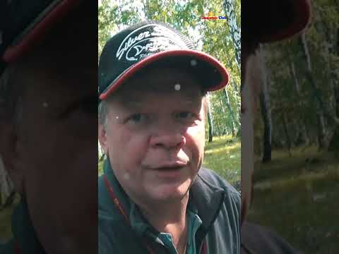 Как белый гриб растёт среди мухоморов #shorts