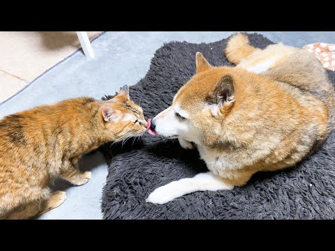【犬と猫大家族】み~んな甘えちゃってます