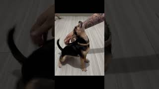 DOG core #shorts #shortvideo #dog #dogs #cachorro #cachorros #cute #engraçado #dogshorts #dogvideo