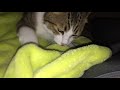毛布を見るとご機嫌になって舌を出しながらフミフミする猫