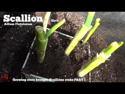 Video: Switchgrass Ornamental: Këshilla për Mbjelljen e Switchgrass në Kopshtin tuaj