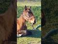 Fly to the horse 🐎 lying on the grass / Летим к лошадке 🐴 лежащей на траве /4 #horse #horselife