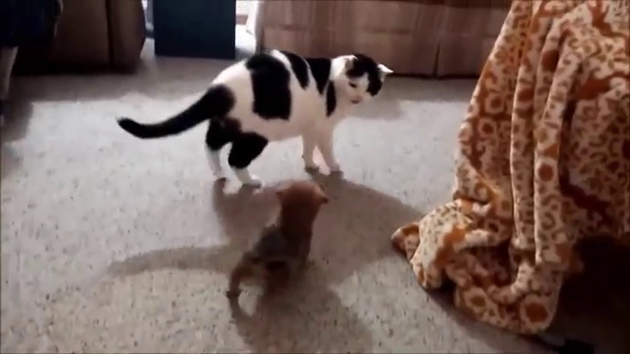 Puppy seeks feline friendship