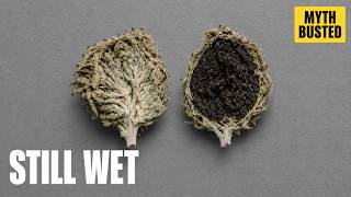 How to Tell When Buds Are Dry — Water Activity Explained