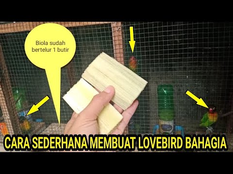 Video: Bagaimana saya tahu jika lovebird saya bahagia?