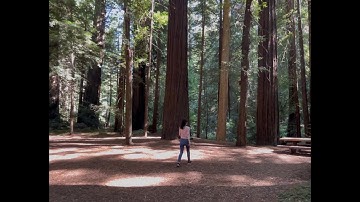 Camping in Humboldt Redwoods State Park - Our DIY Van Camper Adventure