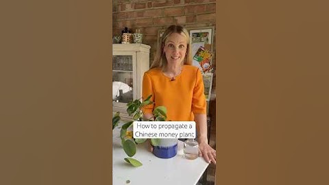 Petals & Roots, Episode 11: How to propagate a Chinese money plant