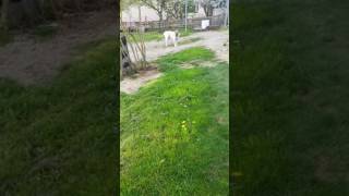 Test du Dog repeller sur Poyraz