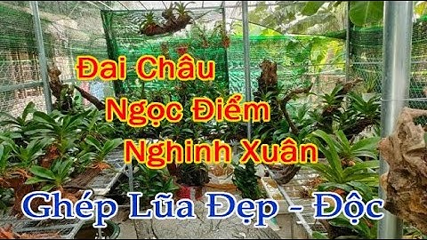 #vuonque #daichau Vườn Quê | Thưởng Thức Những Tác Phẩm Đai Châu - Ngọc Điểm Ghép Lũa Cực Đẹp Lạ