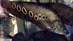 clown knife fish chitala