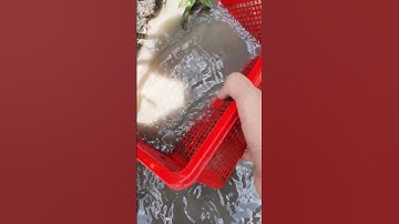 Đi bắt cá cạn #shorts