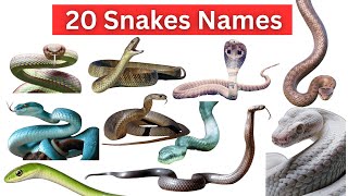 Learn 20 Snake Names in English with sound | Snake Names for Kids| Top Reptiles and Crawling Animals
