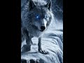 Alpha Wolf Roars on Mountain  Epic Wild Scene 🐺