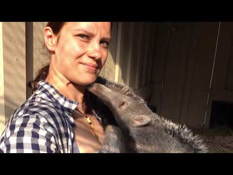 Woman Spends Time With Baby Anteaters While Nursing Them - 1211643