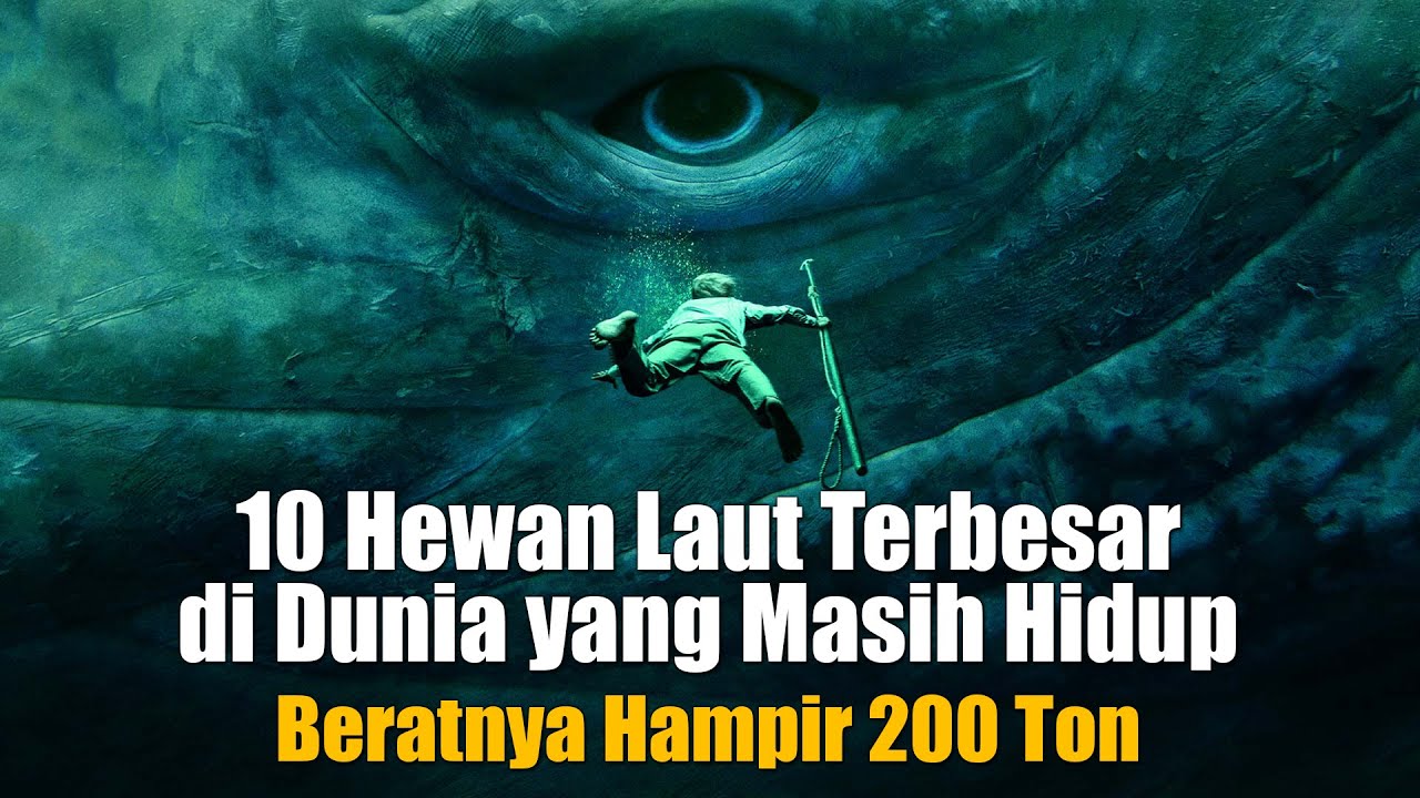 ⁣Berat Mencapai 200 TON !!! 10 Hewan Laut Terbesar di Dunia yang Masih Hidup