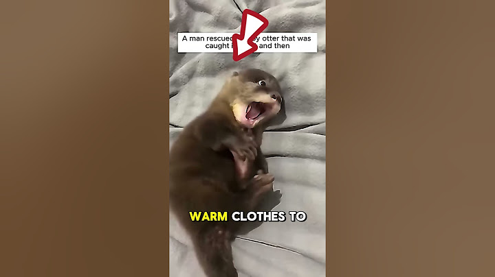 “He Rescued a Baby Otter From a Net — Now It Lives Like Family 🦦❤️”