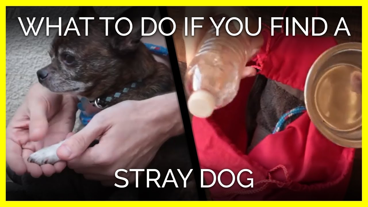 what to do with a stray dog