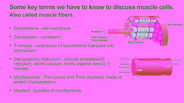 A&P 1   Dr Snyder   Chapter 9 Lecture Video