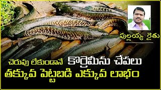 Korameenu Fish Farming || Tealangana || Hyderabad - Spressnews