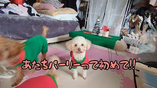 Merry Christmasイブのワンズパーリーしてみました笑ユノさん初めてのXmas🎄ジェニちゃんが居る貴重なXmasの様子をどうぞ🎅 by INO.YUNOちゃんねる〜幸せな日常〜 47 views 5 months ago 11 minutes, 54 seconds