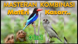 KENARI TENGKEK UDANG TUPAI KOMPILASI MASTERAN BURUNG GACOAN JUARA