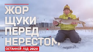 ЖОР ЩУКИ ПЕРЕД НЕРЕСТОМ. РИБАЛКА НА ЖЕРЛИЦІ У ДНІПРОВСЬКИХ ПЛАВНЯХ 2021.