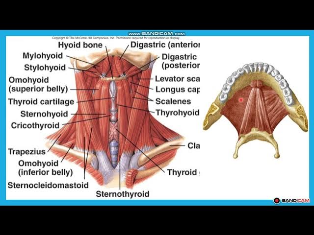 Порно видеодағы жыныстық серіктестердің рекордтық саны