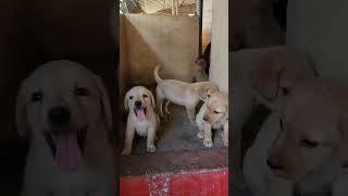 Labrador Puppy's Available contact number 7010649074 #shorts #labrador #puppy #short #tamil