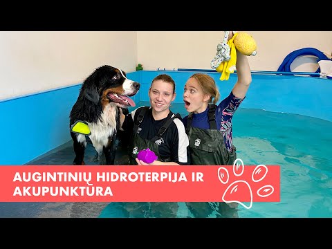 Video: Hidroterapija šunims