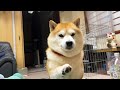2m先から会いに来た柴犬