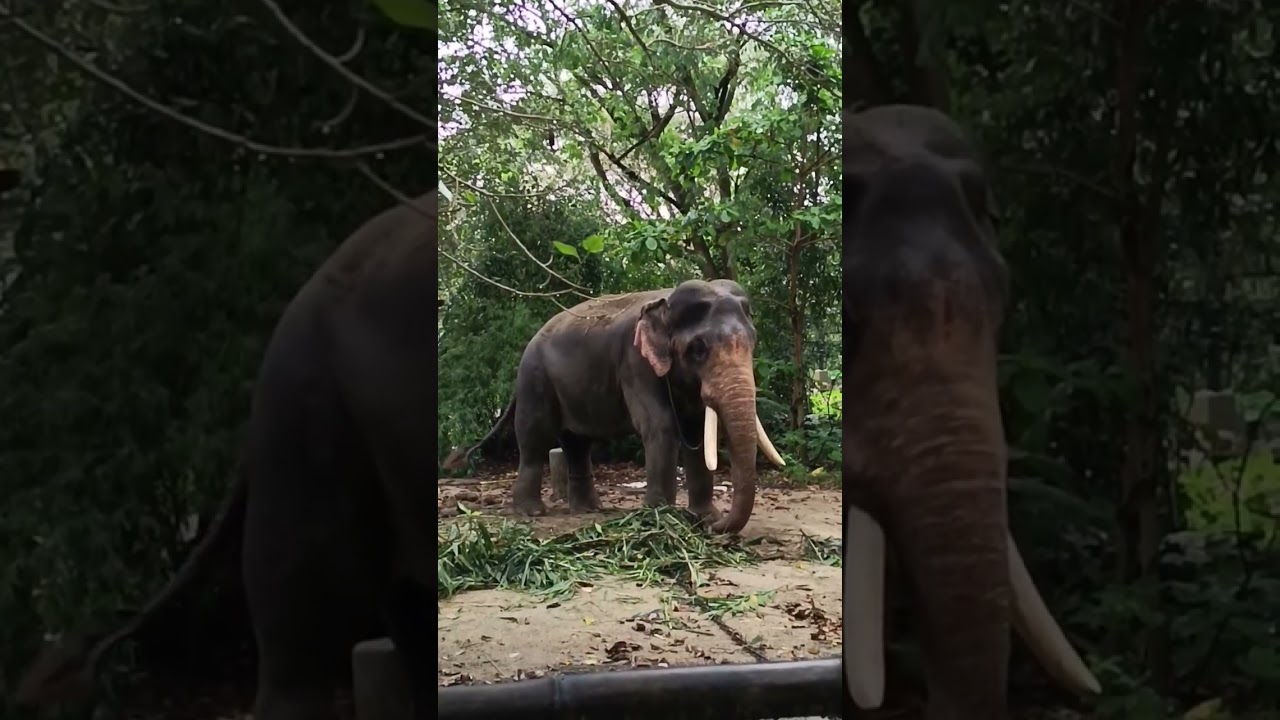എറിയാനുള്ള മണ്ണ് തുമ്പികൈയിൽ വാരിയെടുക്കുന്നത് കണ്ടോ 😱😱#shortsfeed #shorts #viral