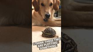 Koda Hanging Out With A Tortoise    #goldenretriever #shorts #reptile #tortoise #turtle #petfriends