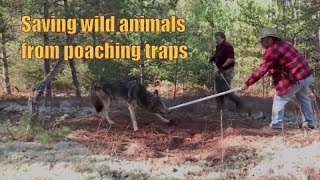 Rescuing animals from a poaching trap |  Rescue Animals From Traps