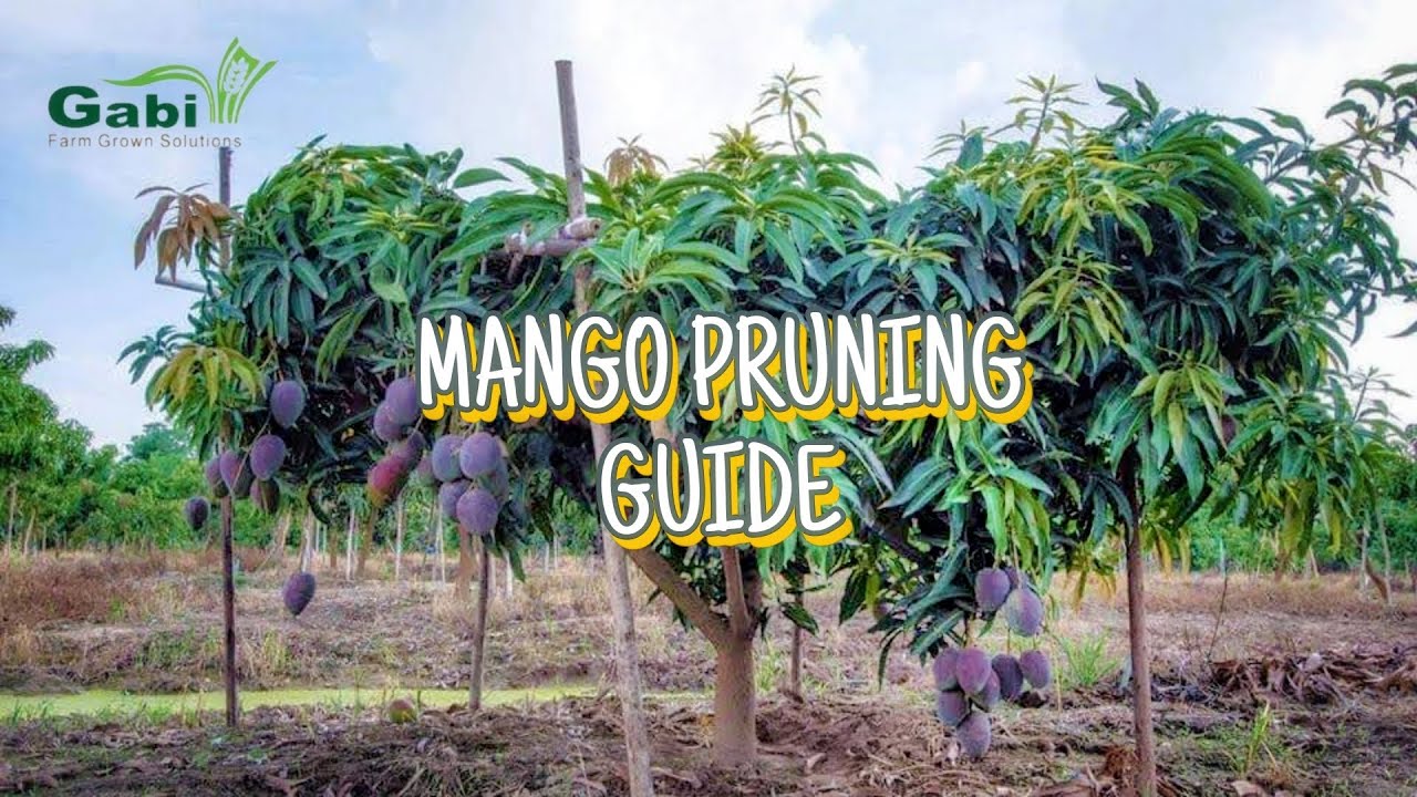 Mango Pruning Guide - YouTube