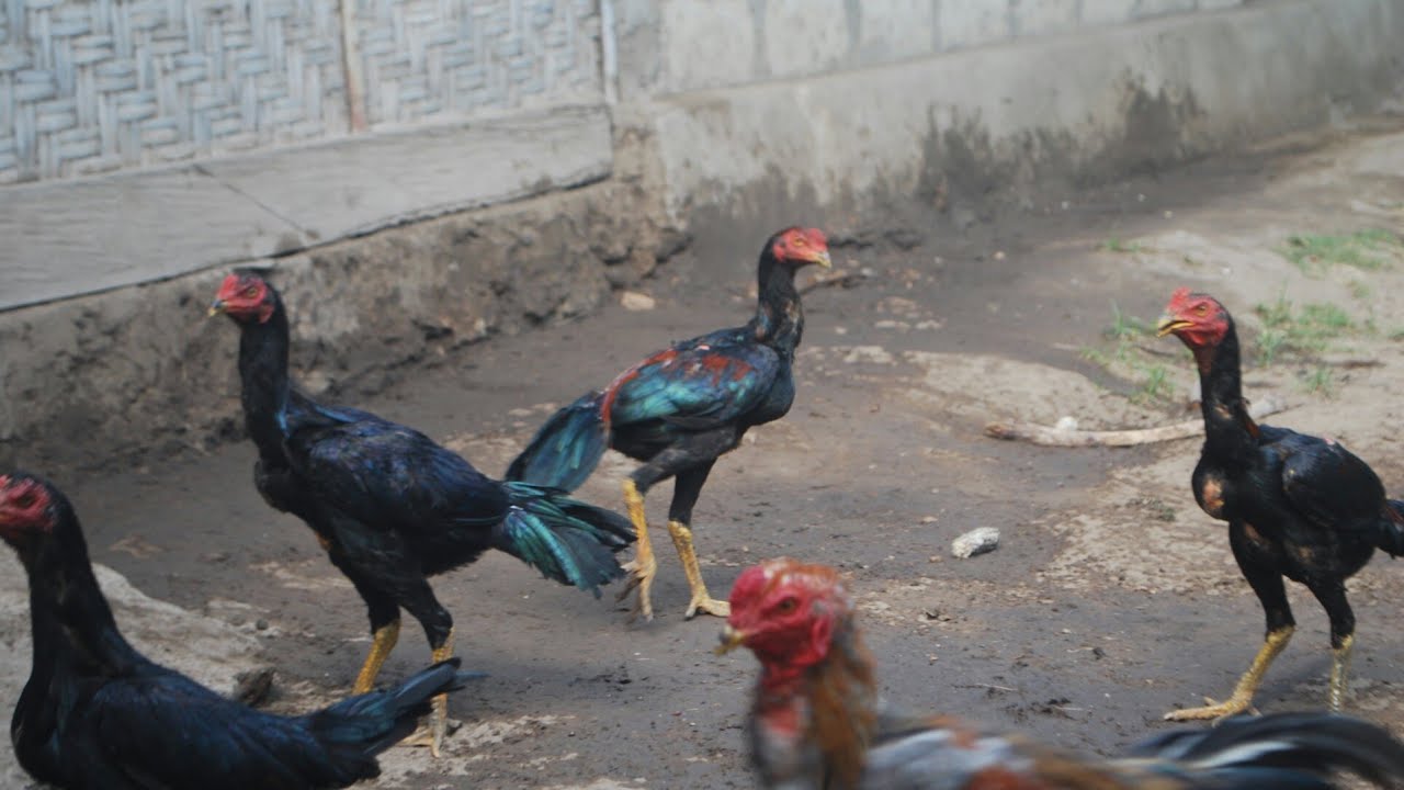  Pola  makan Ayam  yang sudah berumur 4 bulan lebih YouTube