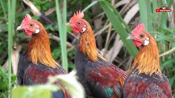 Lứa Gà Rừng Tơ ( F2 ) Sắp Tập Gáy Khá Đẹp Của Hoàng Thắng