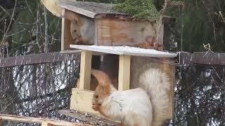 Две белки: мир, согласие и взаимопонимание | Two squirrels: peace, harmony and mutual understanding