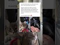 This Cat Secretly Packs Kibble in Her Owner’s Purse Every Single Night 🐱