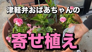 津軽弁おばあちゃんの寄せ植え