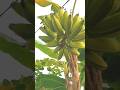 Beautiful Banana Tree in Nature Tropical Vibes