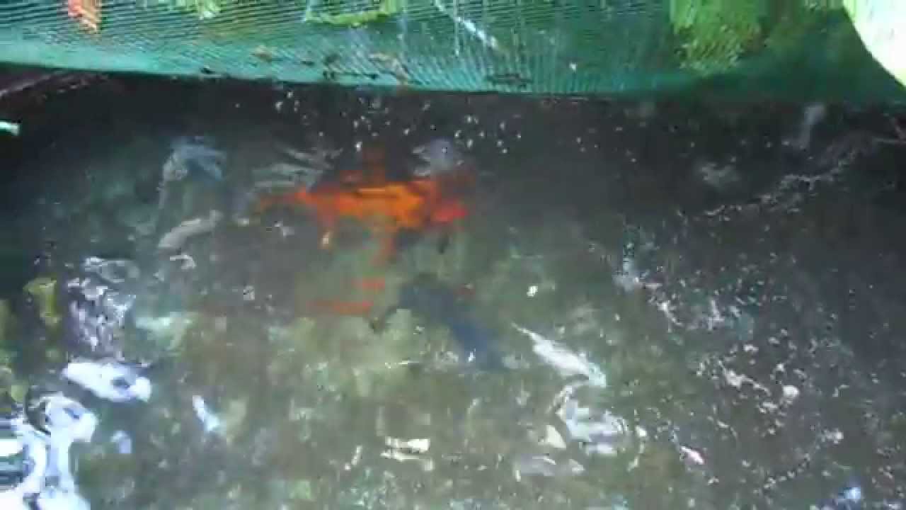FISHPOOL BY OCEAN WIEV IN BISLIG - YouTube