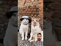 2 Cat funny #funnyshorts #comedyshorts #comedy #viralshorts #subscribemychannel