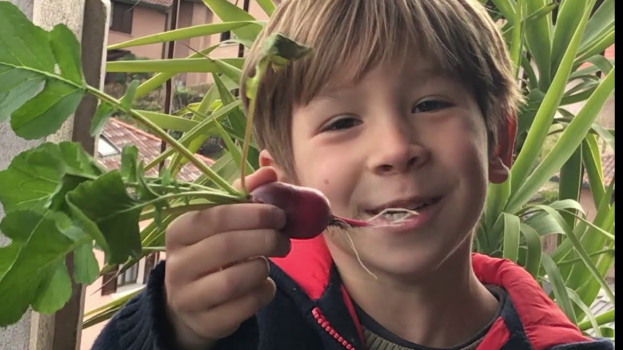 How to Grow Radishes from Home with Kids YouTube
