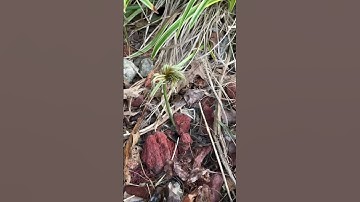 I’m the real life once-ler (turn on subtitles if too quiet)