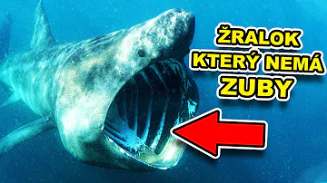 Co jsou mexické fauny?