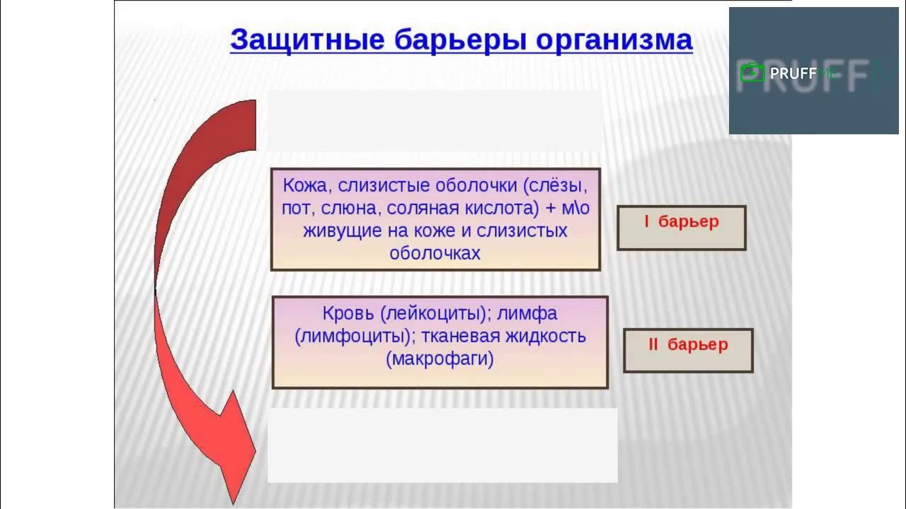 барьеры тела